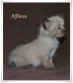 /album/alfonso/alfonso-5-hetes-004-jpg/